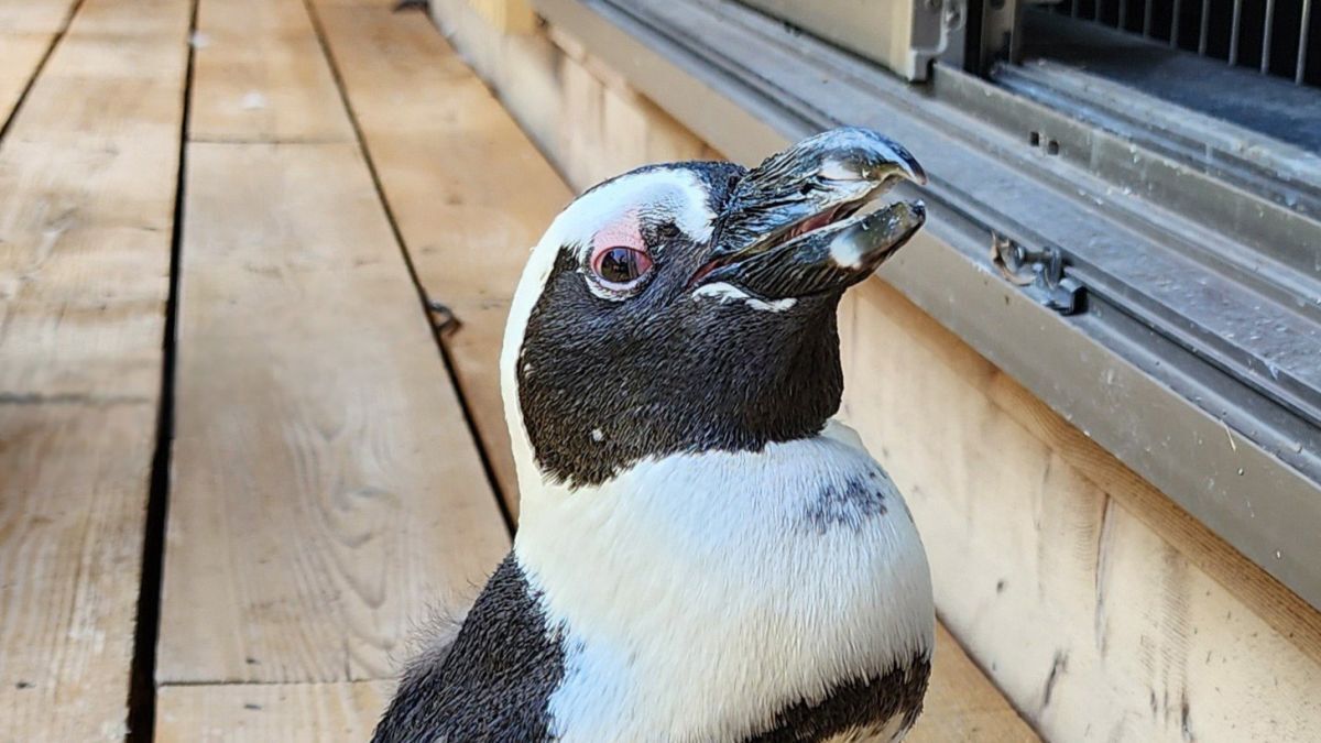 【奇跡】脱走ペンギン無事捕獲される！～45キロの大逃走劇～