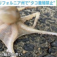 【驚愕】タコが気軽に食べられなくなる！？動物保護団体がタコ養殖禁止を要求へ 「タコがかわいそう！！」